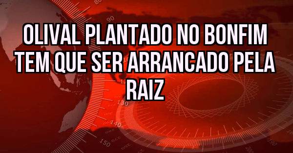 OLIVAL PLANTADO NO BONFIM TEM QUE SER ARRANCADO PELA RAIZ