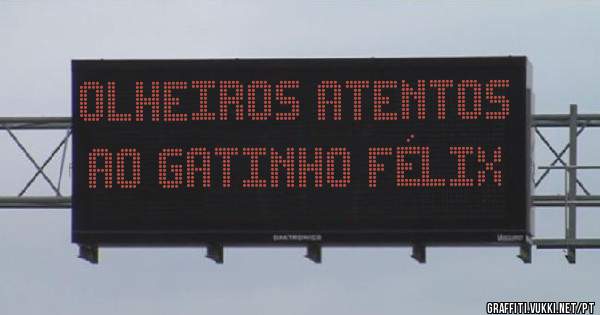 Olheiros atentos ao gatinho Félix